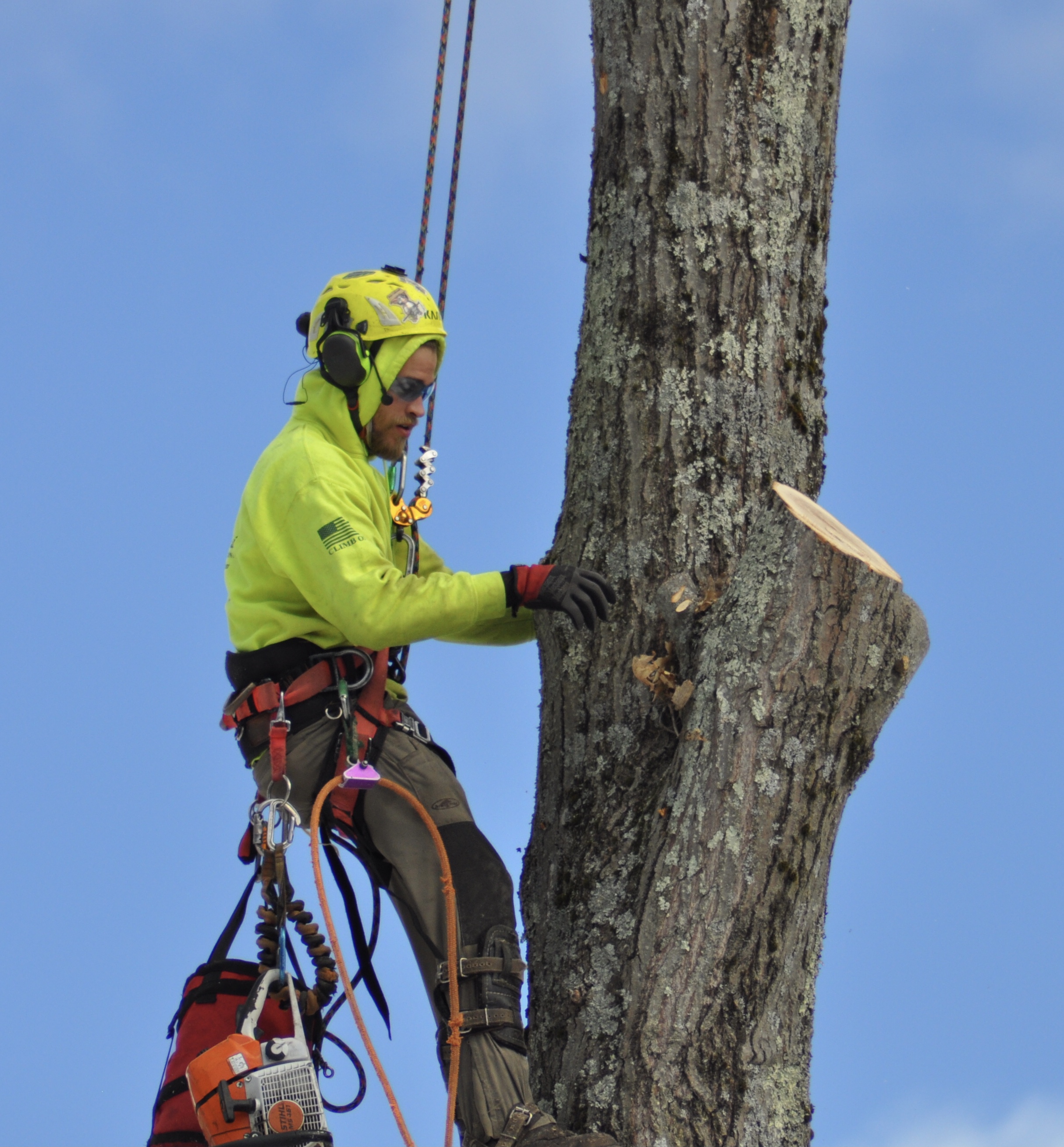 Tree Tree Removal and Cleanup with Bucket Truck