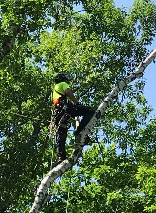 Kucharski Tree Pruning Service