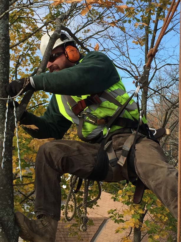 Cable Service on a Tree